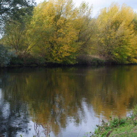 River Trent – Walton on Trent and Catton