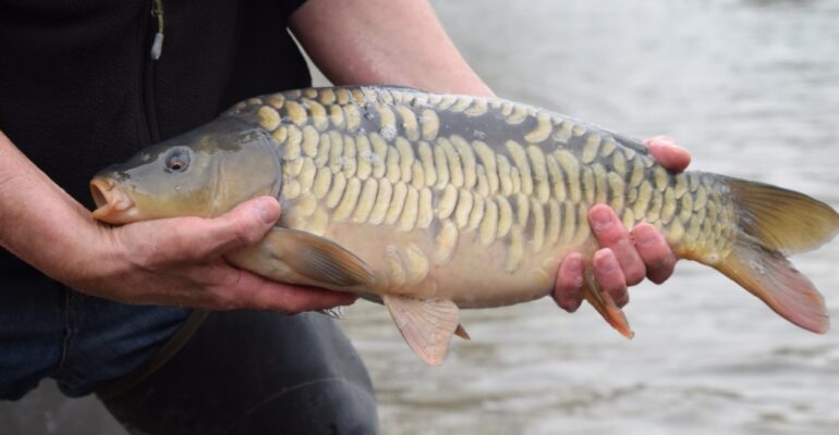 Branston Water Park – Be Aware of Fish Spawning