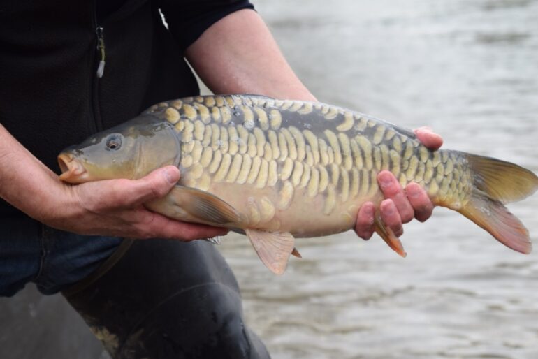 Branston Water Park – Be Aware of Fish Spawning